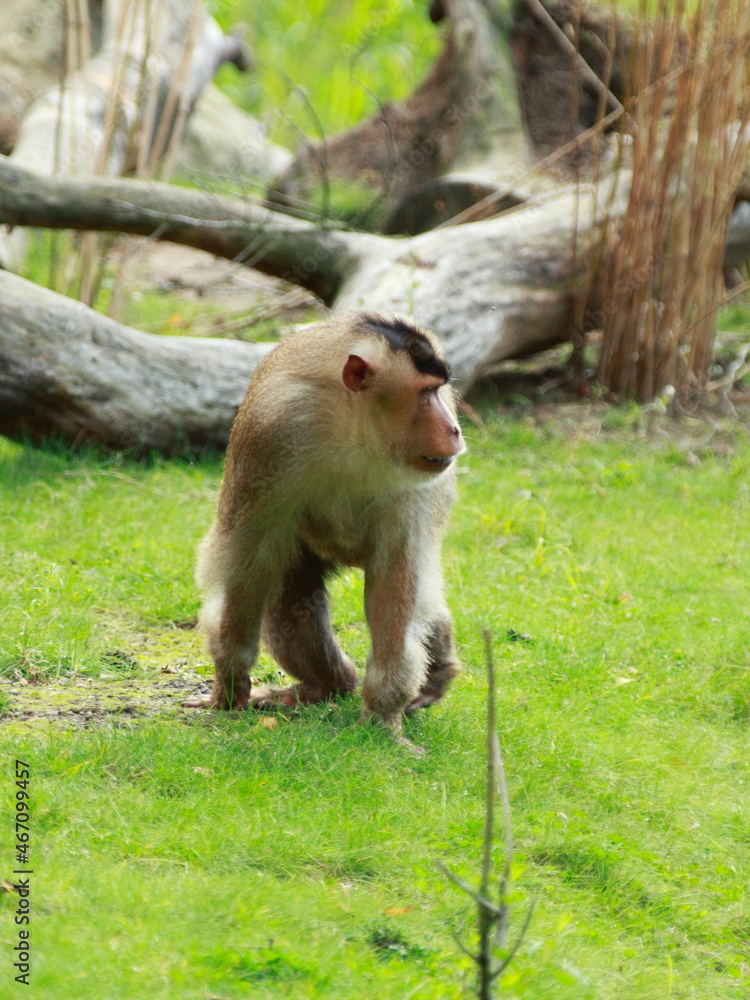 Little cute monkey is walking in his enclosure Little cute monkey is walking in his enclosure