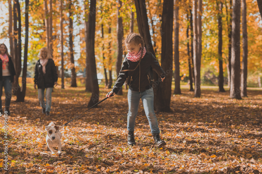 Fototapeta premium Little girl running with her dog jack russell terrier among autumn leaves. Mother and grandmother walks behind