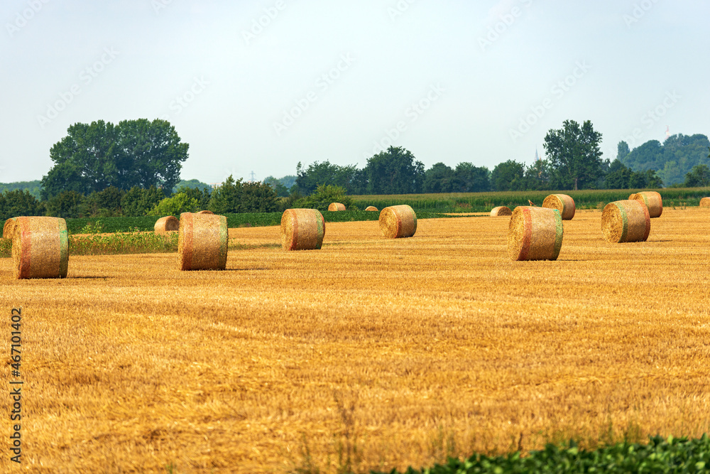 Group of hay bales on a sunny summer day with green trees on background, Padan Plain or Po valley, Lombardy, Italy, southern Europe.