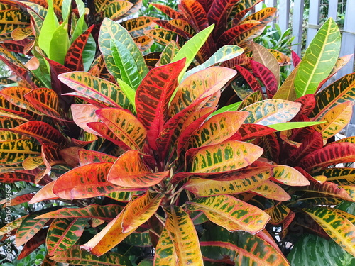 Bright Croton (Codiaeum variegatum Croton, Variegated Laurel,Garden Croton,Orange Jessamine). Is an auspicious plant with leaf surfaces of various colors and shapes. Many.Originated from Indonesia. 