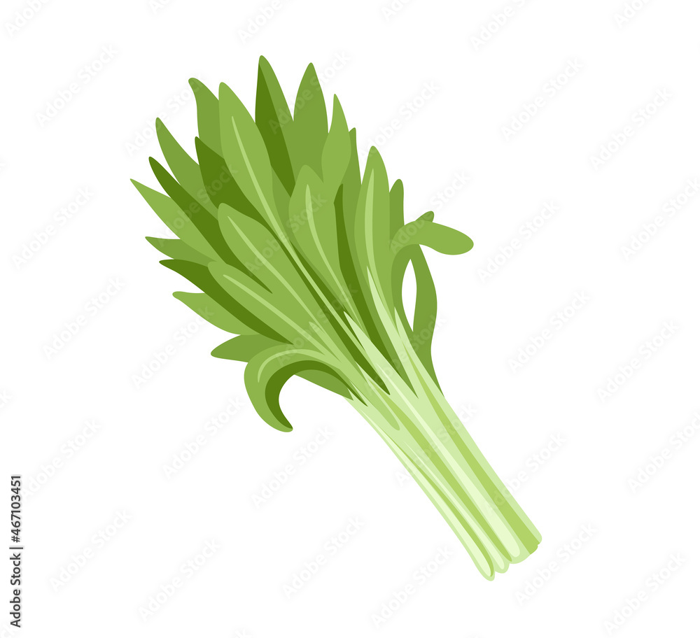 Chinese water spinach, ong choy. Fresh leafy green vegetable. Asian