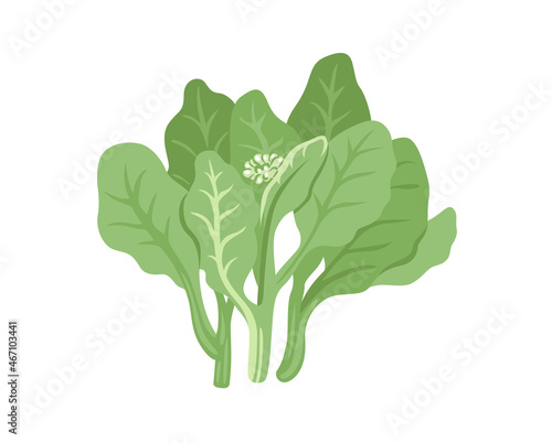 Chinese broccoli. Gai Lan, Kai Lan, Chinese kale. Fresh leafy green vegetable. Asian ingredient. Healthy natural vegetarian food. Hand drawn flat vector illustration.