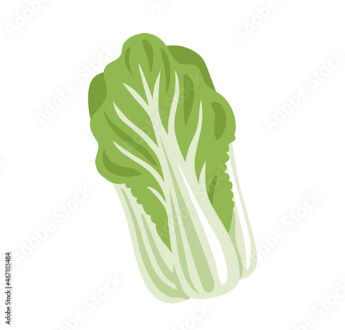 Chinese cabbage, wombok, napa cabbage. Fresh leafy green vegetable. Asian ingredient. Healthy natural vegetarian food. Hand drawn flat vector illustration.