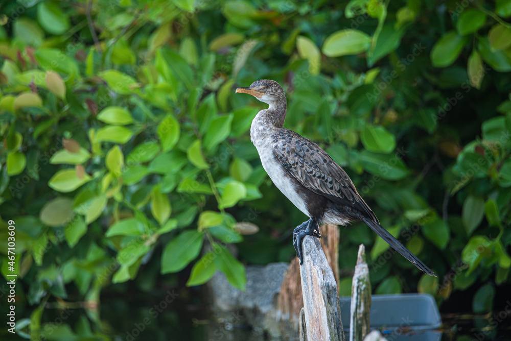Fototapeta premium A reed cormorant perched in front of a pond