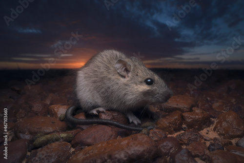 Portrait of a wild long-haired rat (Rattus villosissimus), otherwise known as the plague rat, on gibber plain in central Australia.