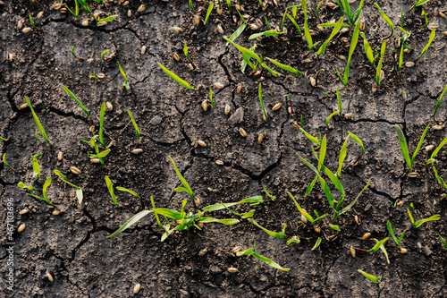 Cracked ground, no rain, grain on the ground