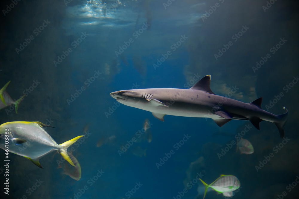 Fish shark underwater, marine life Fish shark underwater, marine life