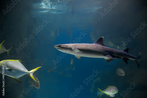 Fish shark underwater  marine life