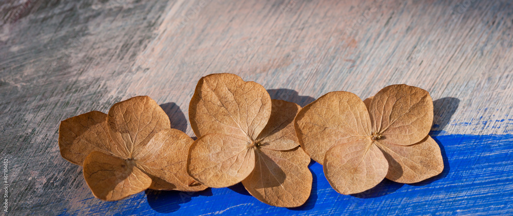 Three dry hydrangea flowers on a colorful abstract background.