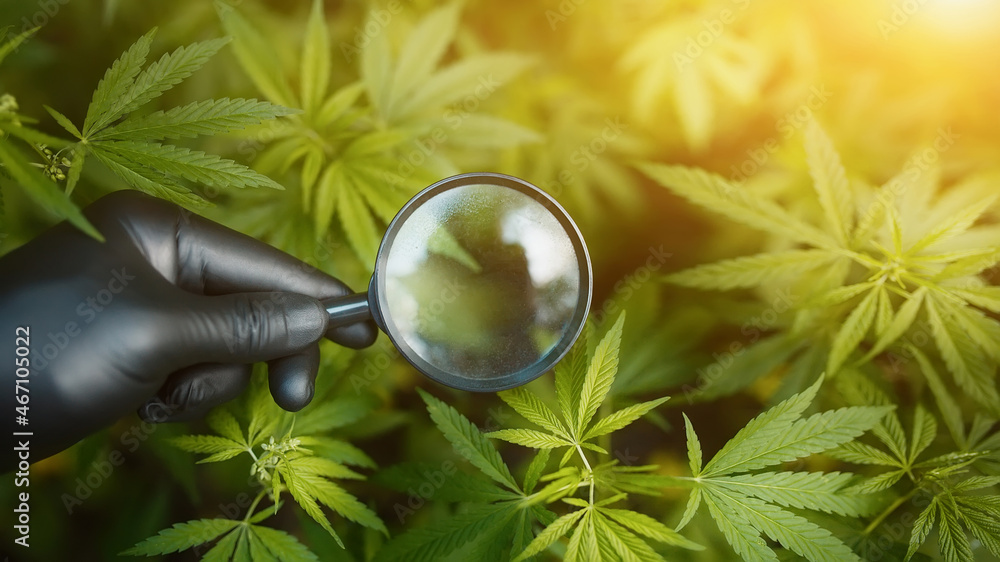 Obraz premium Organic CBD hemp leaves. Concept of herbal alternative medicine, CBD oil, in the cultivation of hemp for the production of cannabis oil