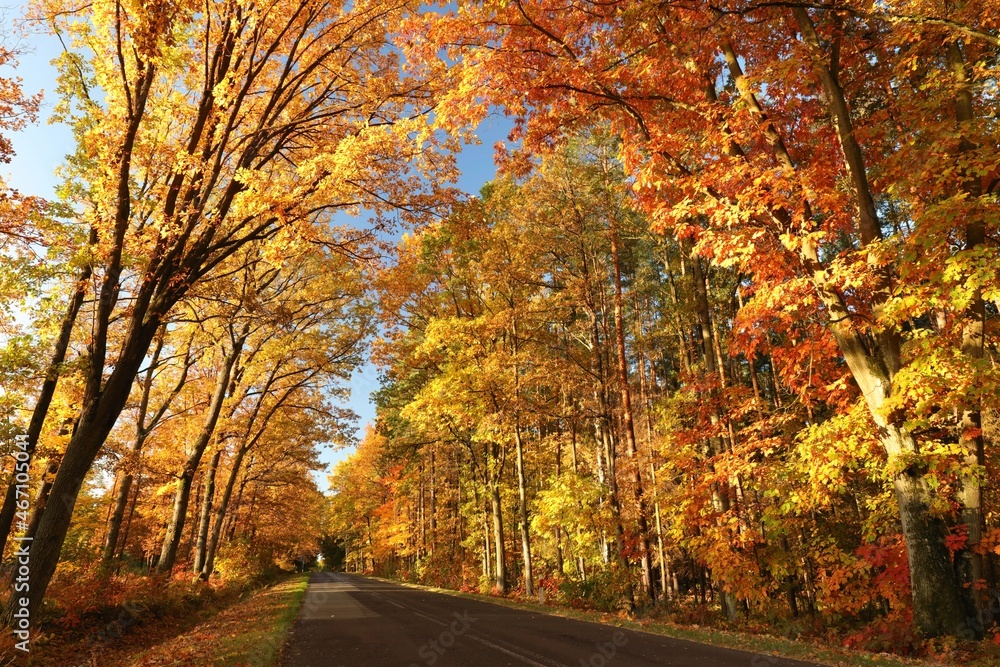 Autumn colors of oak trees over a country road leading through the forest