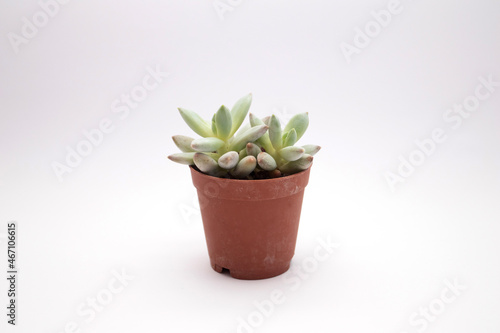 Succulent cactus in a brown pot on a white background