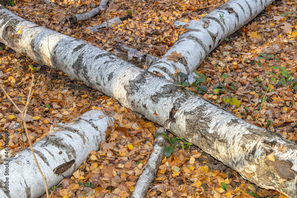 Fallen birches in the autumn forest. Consequences of a storm or hurricane. Fallen trees on yellow foliage. Old forest Fallen birches in the autumn forest. Consequences of a storm or hurricane. Fallen trees on yellow foliage. Old forest