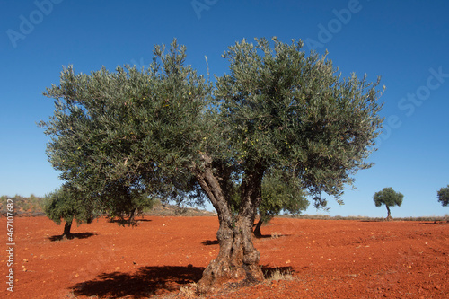 Olivo centenario en olivar madrileño de tierra roja