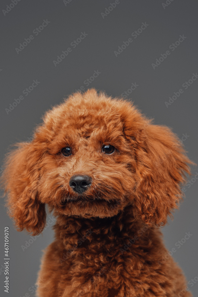 Cute miniature poodle with peach fur against gray background Cute miniature poodle with peach fur against gray background