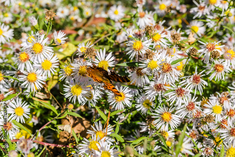 A butterfly in its natural environment A butterfly in its natural environment