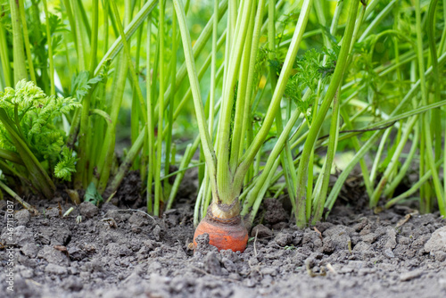 Carrot vegetable grows in the garden in the soil. Organic agriculture, farming concept