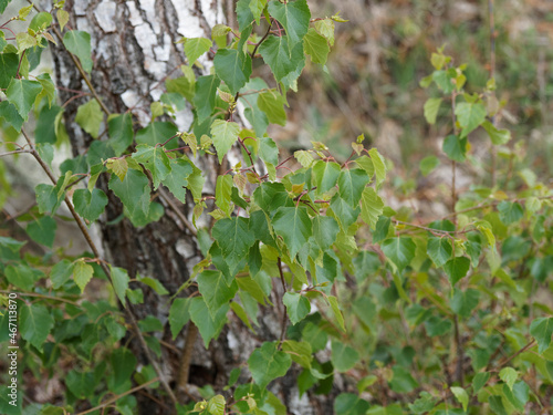 Betula pendula | Bouleau verruqueux ou bouleau blanc aux rameaux fins couvert de feuilles simples triangulaires pointues et dentées vertes photo