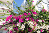 Residential house with Bougainvillea flowers
