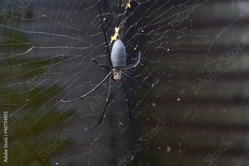 Female Golden Orbweb spider  photo