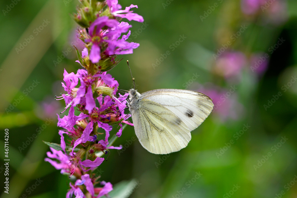 Green-veined white (Pieris napi) on flowering Purple loosestrife (Lythrum salicaria) // Rapsweißling an Blut-Weiderich Green-veined white (Pieris napi) on flowering Purple loosestrife (Lythrum salicaria) // Rapsweißling an Blut-Weiderich