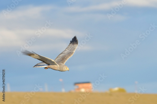 Circus cinereus - The Vari or ashen hawk, is a species of falconiform bird of the Accipitridae family. photo