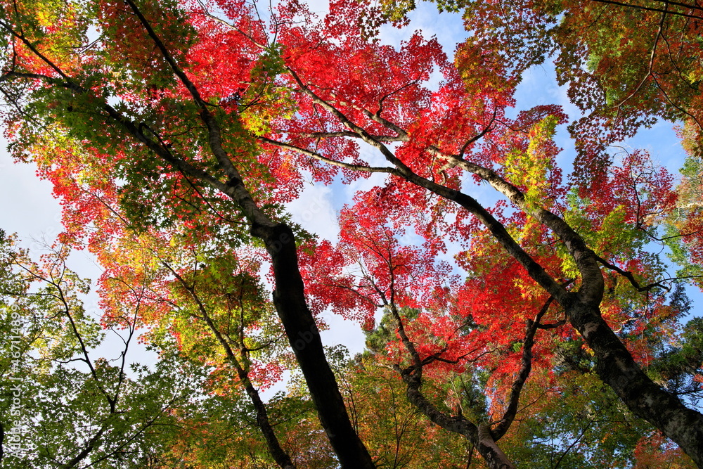 Fototapeta premium 三滝寺の紅葉