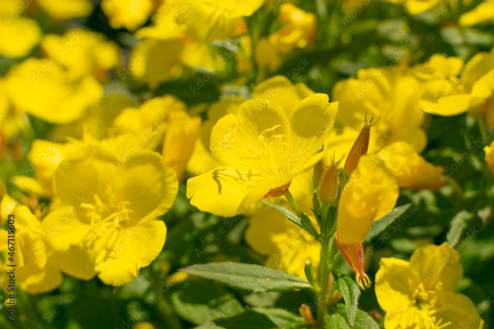 Yellow bells of Oenothera, evening primrose, suncups or sundrops Yellow bells of Oenothera, evening primrose, suncups or sundrops