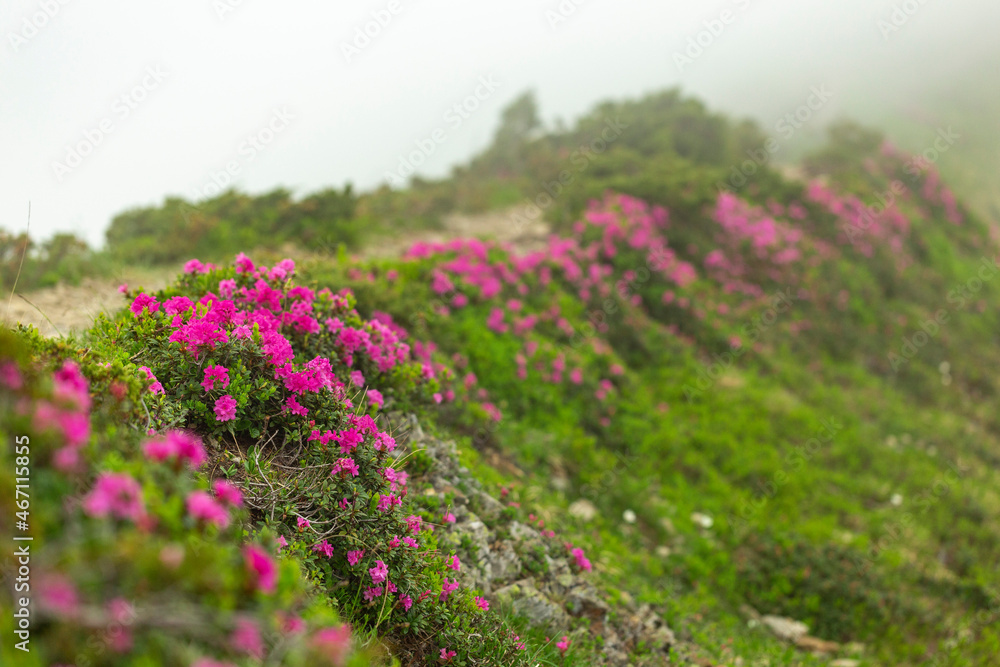 Flowering Rhododendron myrtifolium on the slopes of the Carpathian Mountains shrouded in morning mist. The beauty of natural mountain landscapes. Location Carpathian, Ukraine, Europe. Flowering Rhododendron myrtifolium on the slopes of the Carpathian Mountains shrouded in morning mist. The beauty of natural mountain landscapes. Location Carpathian, Ukraine, Europe.