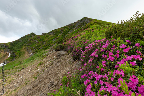 Flowering Rhododendron myrtifolium on the slopes of the Carpathian Mountains shrouded in morning mist. The beauty of natural mountain landscapes. Location Carpathian, Ukraine, Europe.