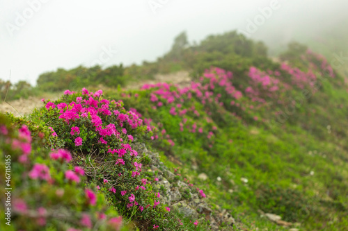 Flowering Rhododendron myrtifolium on the slopes of the Carpathian Mountains shrouded in morning mist. The beauty of natural mountain landscapes. Location Carpathian, Ukraine, Europe.