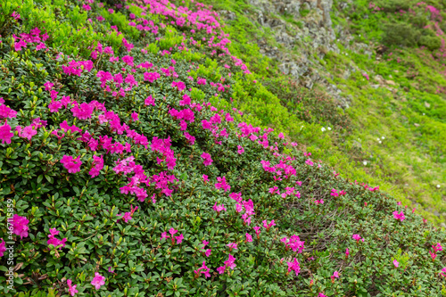 Fototapeta Naklejka Na Ścianę i Meble -  view in lawn are covered by pink rhododendron flowers, blue sky and high mountain in summer time. Location Carpathian, Ukraine, Europe. Colorful background. Concept of nature revival.

