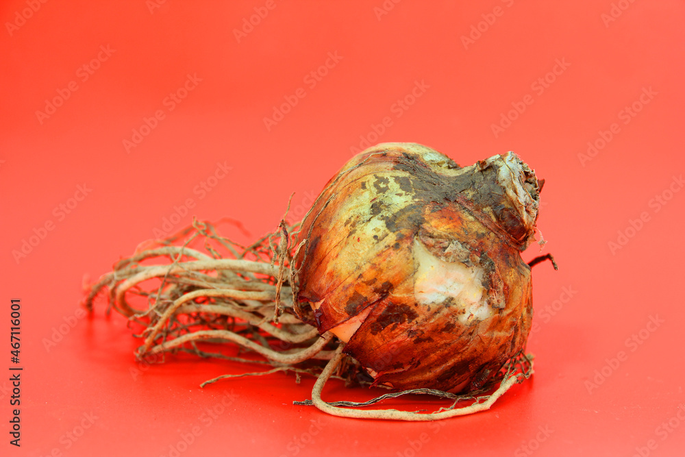 storage organ (bulb) of the amaryllis storage organ (bulb) of the amaryllis