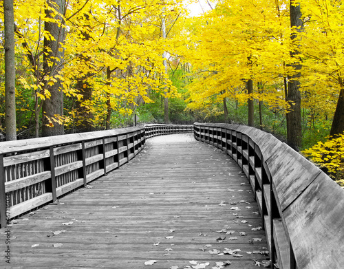 Bright fall color surrounds a large wooden boardwalk.