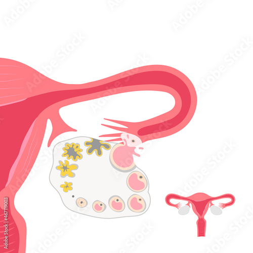 Ovary