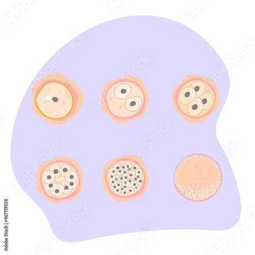 Vector illustration of embryonic development. Fertilization
