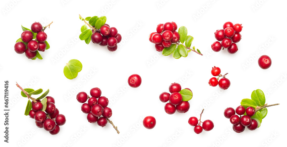 Fresh wild lingonberry berries with stem and leaves isolated on white background. Set of red cowberry and cranberry with a soft shadow. Top view Fresh wild lingonberry berries with stem and leaves isolated on white background. Set of red cowberry and cranberry with a soft shadow. Top view