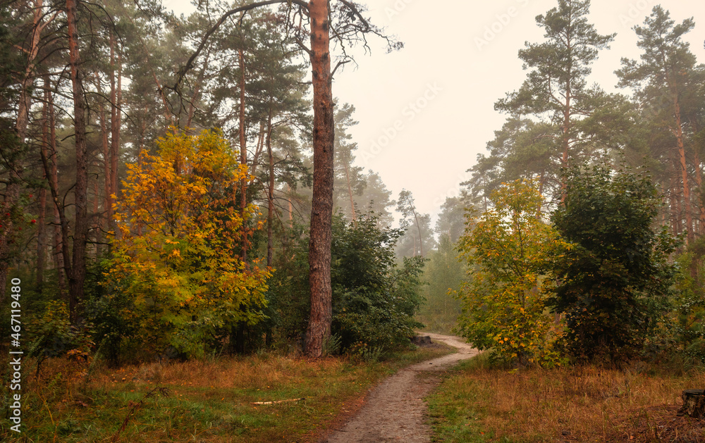 Foggy morning in the forest. Damp weather. The distant trees are covered with fog. Foggy morning in the forest. Damp weather. The distant trees are covered with fog.