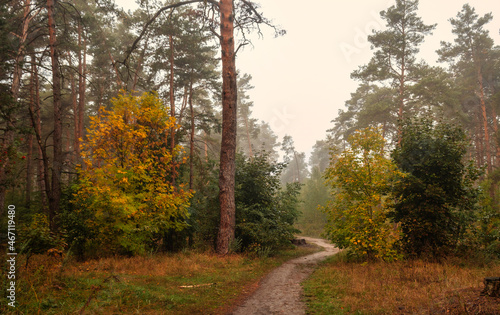 Foggy morning in the forest. Damp weather. The distant trees are covered with fog.