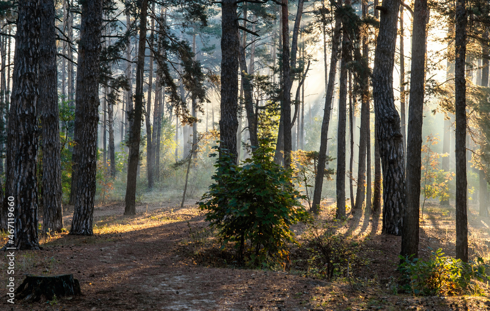 Obraz premium Sunny morning in the forest. Beginning of autumn. Sunlight plays in the branches of the trees. Good weather.