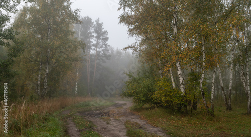 Foggy morning in the forest. Damp weather. The distant trees are covered with fog. © Mykhailo