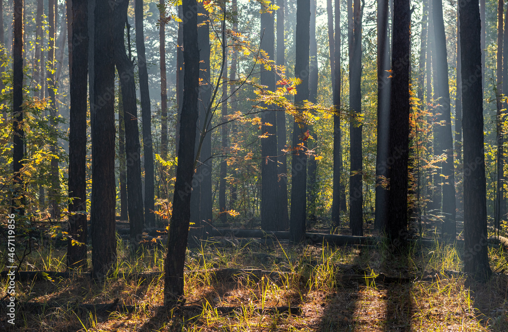 Sunny morning in the forest. Beginning of autumn. Sunlight plays in the branches of the trees. Good weather. Sunny morning in the forest. Beginning of autumn. Sunlight plays in the branches of the trees. Good weather.