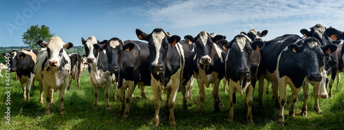 troupeau de vaches laitières curieuses