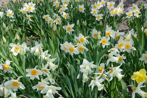 Spring daffodil flowers background. Beautiful daffodils, narcissus flowers with white petals and yellow corona, crown blooming on the flowerbed.