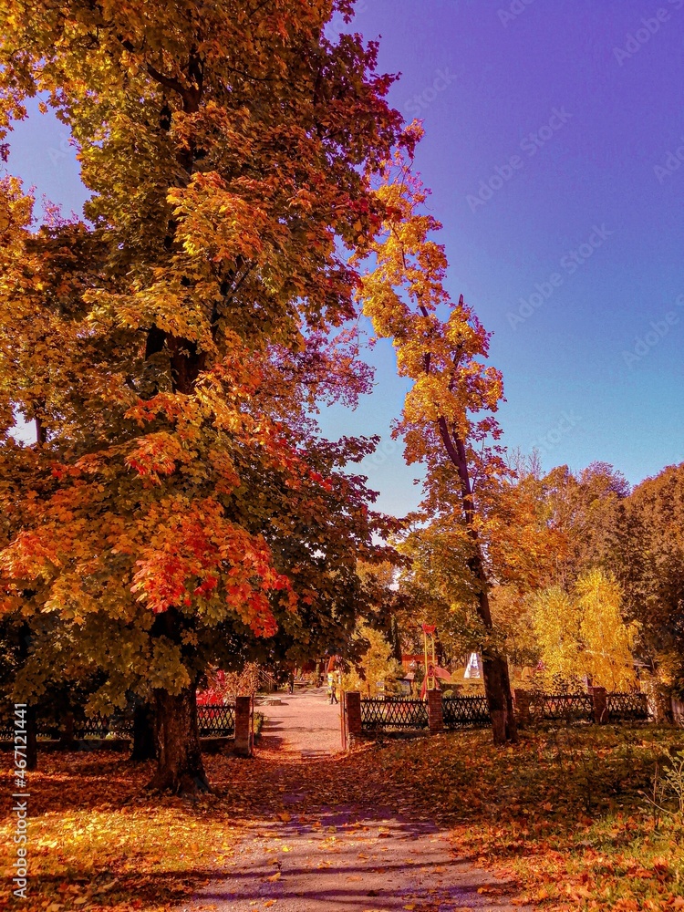 Naklejka premium autumn in the park