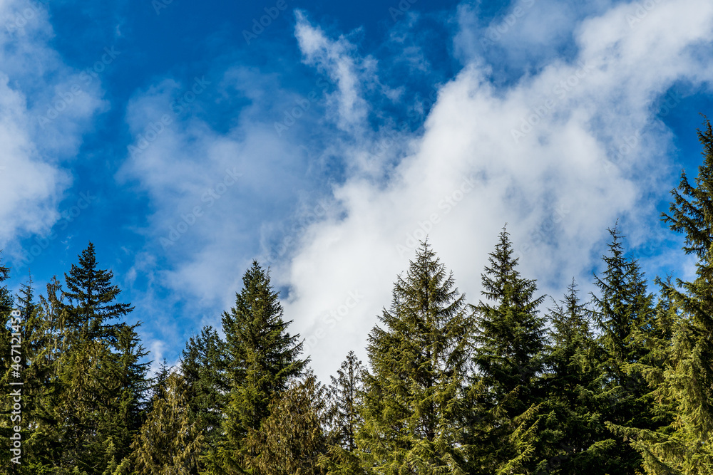 The tops of coniferous trees against the blue sky with white clouds spring time