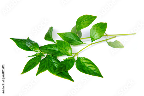 Andrographis paniculata isolated on white background, Thai traditional herbs with medicinal properties can reduce fever, It is believed that symptoms from Coronavirus infection can be suppressed.