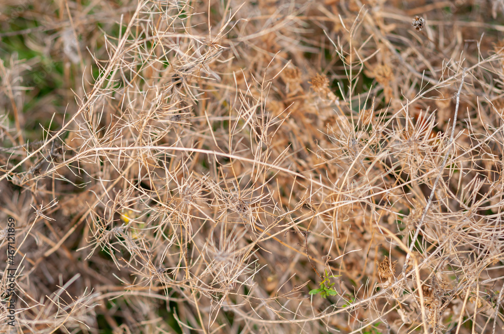 Autumn nature, dry yellowed plants in a wild field, tender plants on a beautiful blurred background close-up. Autumn nature, dry yellowed plants in a wild field, tender plants on a beautiful blurred background close-up.