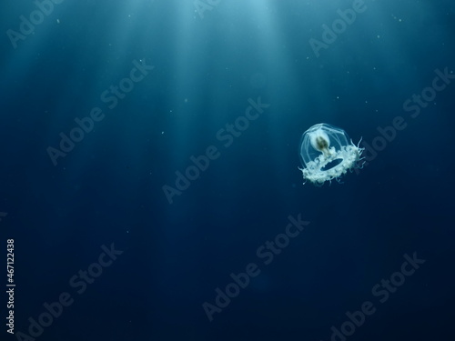 Slika na platnu Turritopsis nutricula Turritopsis dohrnii Oceania O