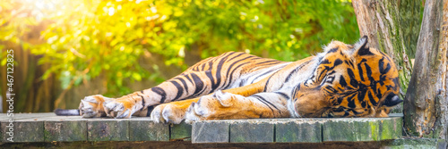 Cute tiger lying and sleeping